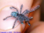 Avicularia versicolor